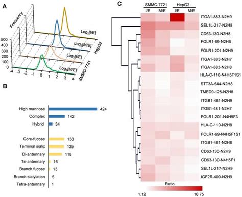 Site Specific Glycoproteomic Analysis Revealing Increased Core