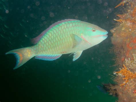 Stoplight Parrotfish Project Noah