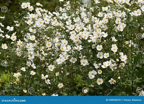 Japanese Anemone Anemone Hupehensis Flowers Stock Photo Image Of