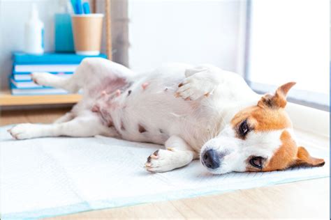 Cachorro Dor De Barriga - Cachorro Com Dor De Barriga: O Que Devo Fazer? E Como Tratar?