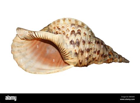 Giant Triton Shell Cut Out Stock Images And Pictures Alamy