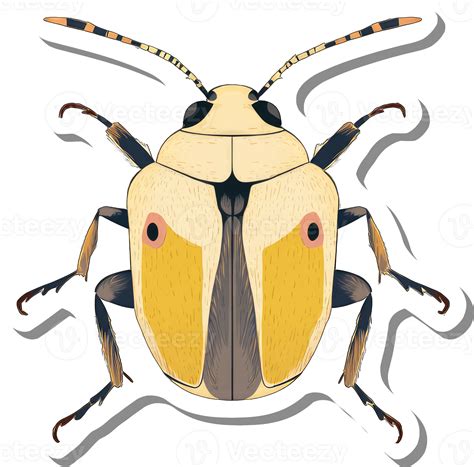 Detailed Illustration Of A Yellow And Brown Beetle 55383226 PNG