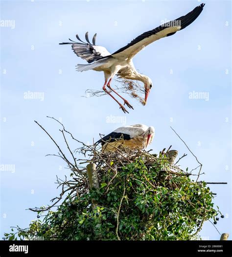 Stork Care Station Wesermarsch Hi Res Stock Photography And Images Alamy