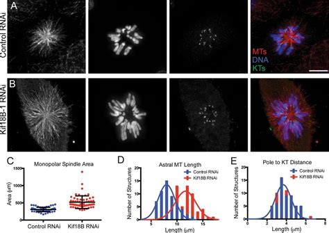 Spatial Regulation Of Astral Microtubule Dynamics By Kif18B In PtK