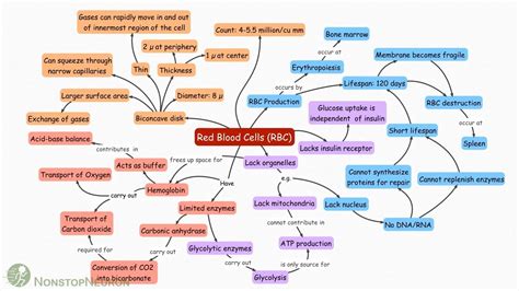 Blood Concept Map Answer Sheet Red Blood Cells Erythrocytes