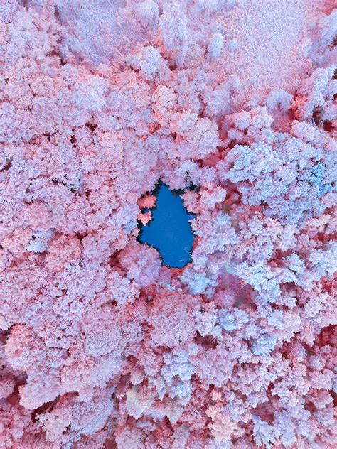 INFRARED ANCIENT FOREST :: Behance