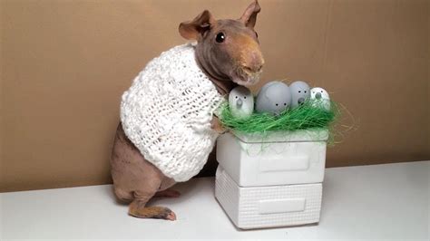 Hairless Guinea Pig Celebrates Easter Youtube