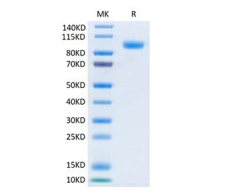 Recombinant Human Erbb Her Protein C His Avi Hek Biotin