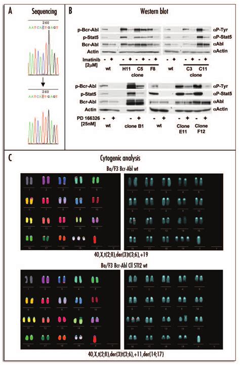 C Amplification Of The Bcr Abl Gene In An Imatinib Resistant Subline