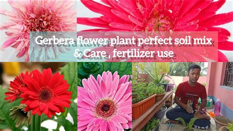 Gerbera Re Potting Perfect Soil Mix Care Fertilizer Use Gerbera