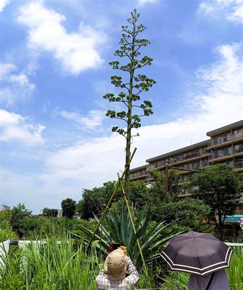 話題のニュースを追跡！「100年に一度咲く」巨大植物フィーバー「センチュリープラント」”アオノリュウゼ 趣味人倶楽部（しゅみーとくらぶ）