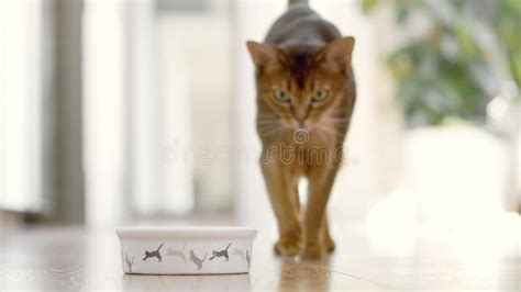 Big Pussy Petite Woman Stock Photos Free Royalty Free Stock Photos From Dreamstime