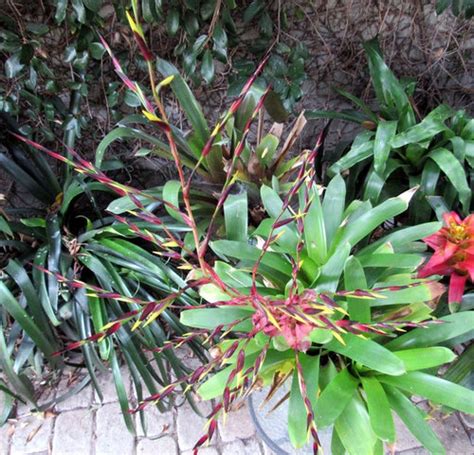 Vriesea Philippo Coburgii Blooming For The First Time