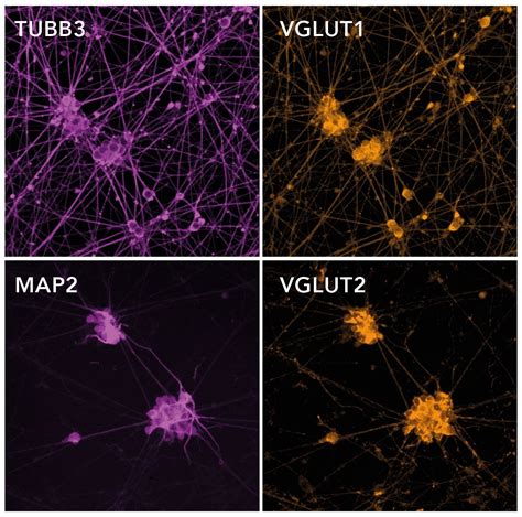 IoGlutamatergic Neurons Human IPSC Derived Glutamatergic Neurons