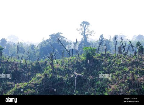 Déforestation problème environnemental les forêts tropicales sont