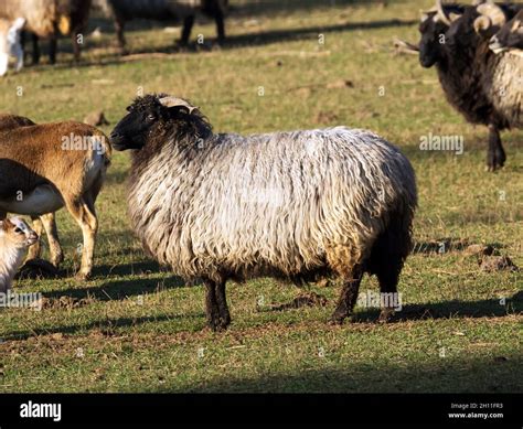 sheeps herd   feed   mountain stock photo alamy