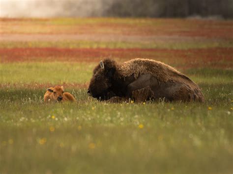 Birdie Behind the Lens added a... - Birdie Behind the Lens