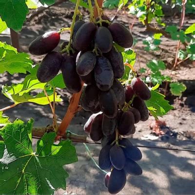 Виноград Графиня: описание и характеристики сорта, особенности ухода и ...