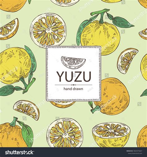 Background Yuzu Fruts Leaves Yuzu Slice Stock Vector Royalty Free