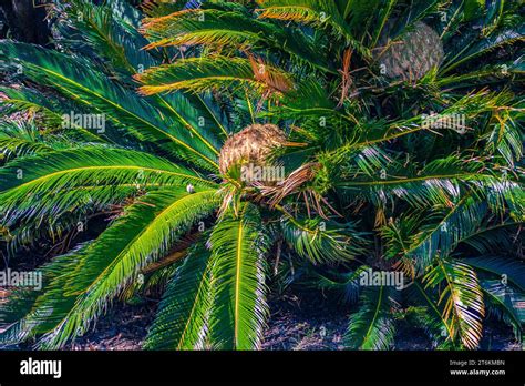 Japanese Sago Palm Cycas Revoluta Flower Stock Photo Alamy