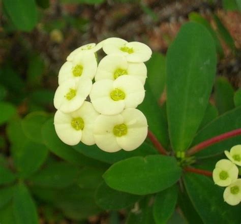 Молочай Миля, или Терновый венец. Уход в домашних условиях. Выращивание ...