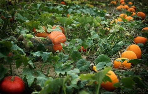 Naked Girl Hiding In These Pictures