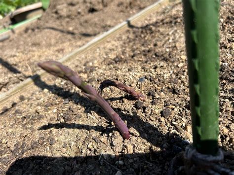 夏野菜の植え付け ともたんのエコ日記