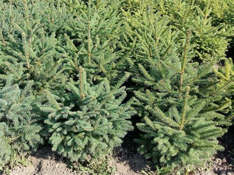 Ель аянская (86 фото) » НА ДАЧЕ ФОТО