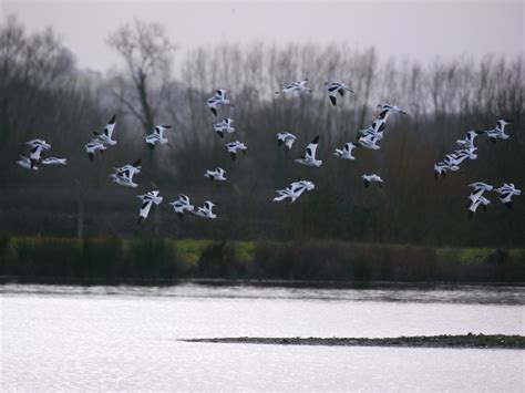 Bunger sightings are increasing in the wild this month 6