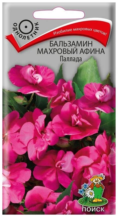 Бальзамин уоллера махровый афина деметра фото на клумбе — купить по ...