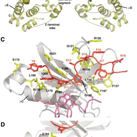 Structure Of Aurora A Bound To Tpx2 A View Of The Complex Between The