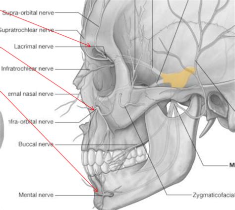 Pas 500 Anatomy Superficial Face Flashcards Quizlet