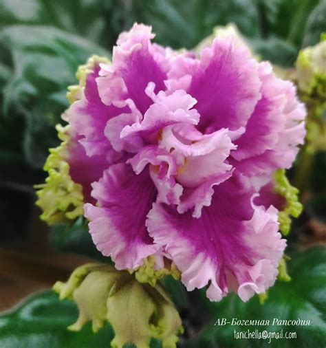 Фиалка АВ-Богемная Рапсодия