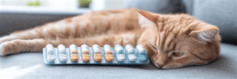 Gabapentin for Cats: Uses, Dosage, Side Effects, and Safety – Feline Fancy