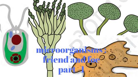 Microorganisms Friend And Foe Ncert Class 8th Science With Full