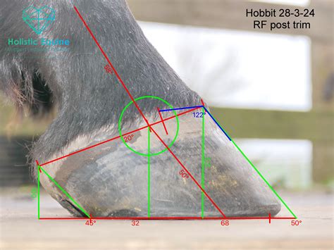 Equine Podiatry Consultation with report | HolisticEquine