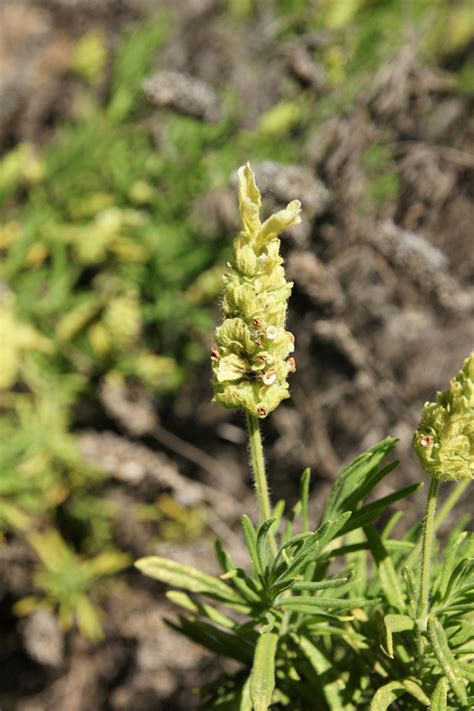 20 YELLOW LAVENDER Lavandula Viridis aka Canary Island, Green, White