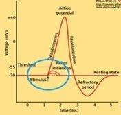 The Action Potential Flashcards Quizlet