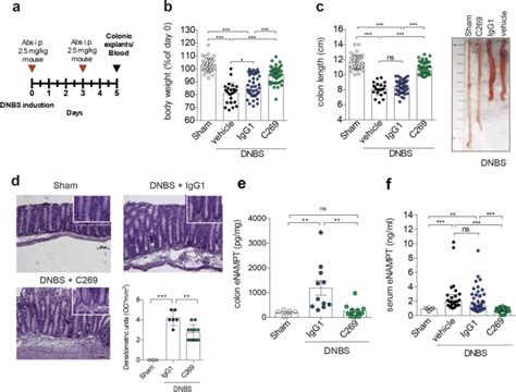 C269 Reduces Dnbs Induced Acute Colitis A Experimental Design Of The Download Scientific