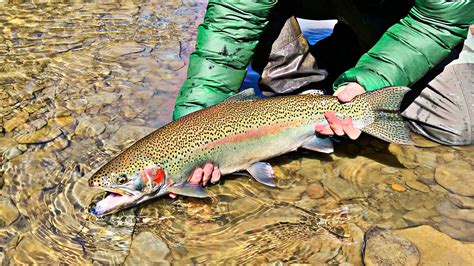 Brown Trout Eggs For Bait