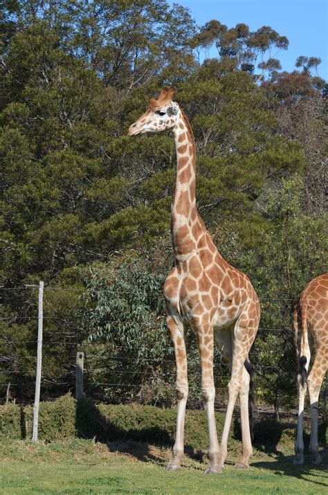 wild animal safari zoo 10