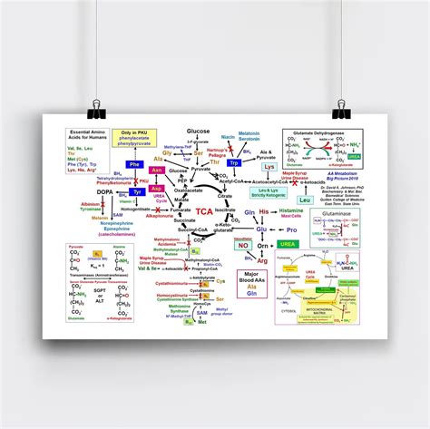 Medical Biochemistry Pathways Poster