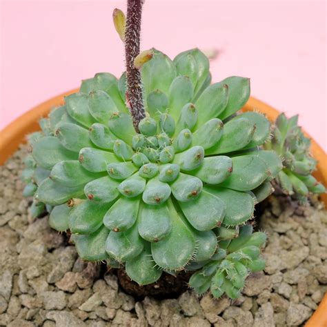 Mexican Fire Cracker Echeveria Setosa Var Minor