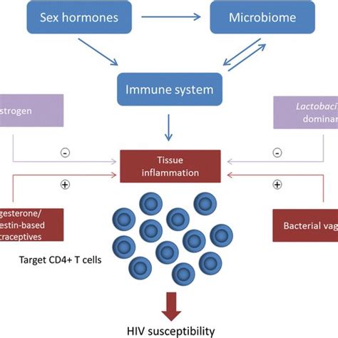 The Sex Hormone Microbiome Immune System Axis In The Female Genital