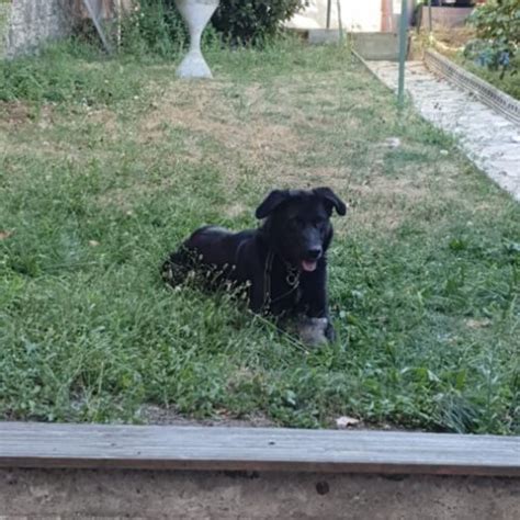 Donne Labrador Border Collie Femelle Uncompagnon Fr