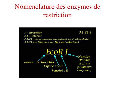 Ppt Les Enzymes Outils De Biologie Moléculaire Powerpoint