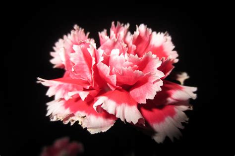 Hat Gi Ng Hoa C M Ch Ng K P Vi N Mix Dianthus H T Gi Ng Nga Si U Hot