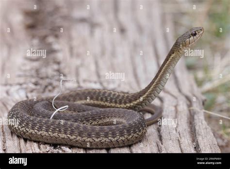 Wandering Garter Snake Rio Bonito Lincoln County New Mexico Usa