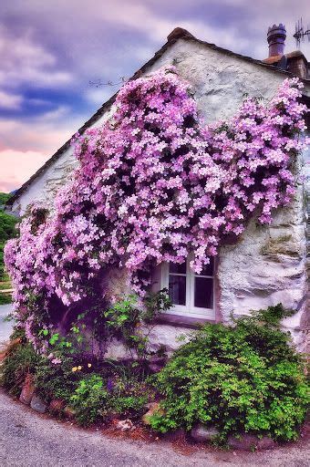 15 Astonishing Climbing Plants Ideas For Fences And Walls