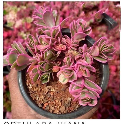 Sementes Da Suculenta Portulaca Hanna Misteria Shopee Brasil